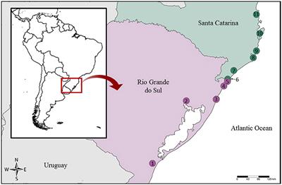 Molecular Identification of Shark Meat From Local Markets in Southern Brazil Based on DNA Barcoding: Evidence for Mislabeling and Trade of Endangered Species